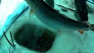рыбалка на амуре. 21.01.24