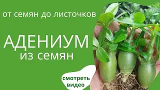 Как вырастить Адениум из семян? Очень Просто!💥💯 мой опыт