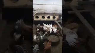 мой курятник