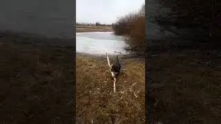 Петя бультерьер 