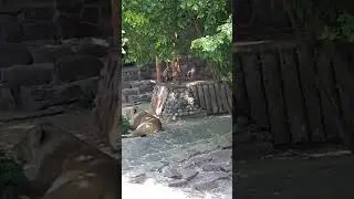 Львы в тени