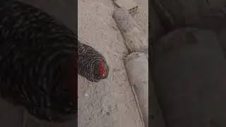 minha criação de Galinhas meus animais