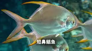 短鼻鲳鱼