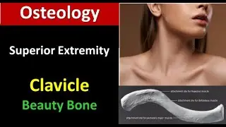 Osteology lecture : clavicle #thorax #clavicle
