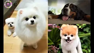 Funny and Cute puppies Videos Compilation #3 |