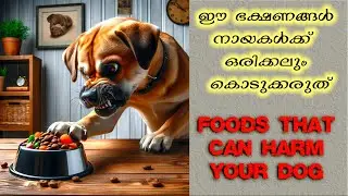 Foods That Can Harm Your Dog
