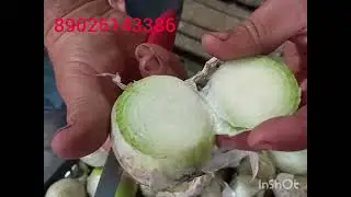 5 октября 2023 г.