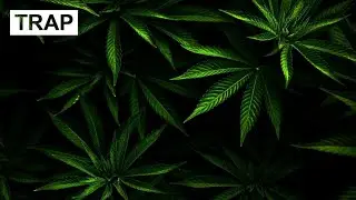 Damian Spider - Weed
