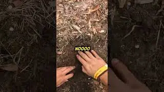Metal Detector Challenge