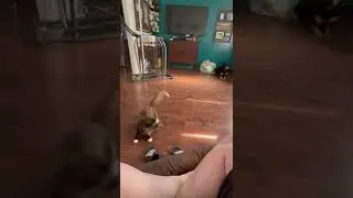 Those are some high jumps! Cute cat playing with cat toy!