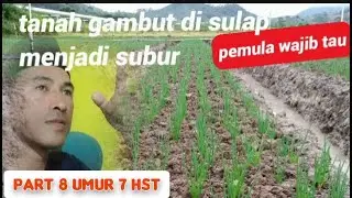 (PART 8) bawang merah umur 7 hari setelah tanam
