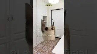 к вам в дом ломятся бандиты?