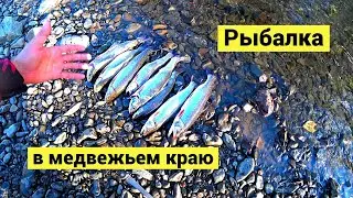 Dolly Varden fishing! Bears everywhere!