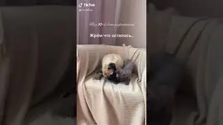 #мопс#сфинк#сидимдома#самоизоляция#карантин