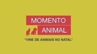 Vine de Animais no Natal - Momento Animal