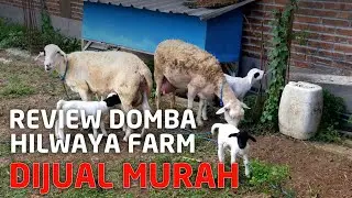 Jual dan review domba di Hilwaya Farm