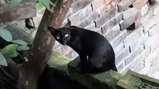 Black Cat