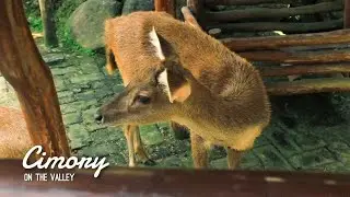 Cimory On The Valley Semarang (2022) - CINEMATIC TRAVEL VIDEO