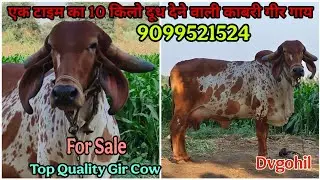 🔥 Top Quality काबरी गीर गाय👌 For Sale 🤗 | Dvgohil | 9099521524 📱#cow #gircow
