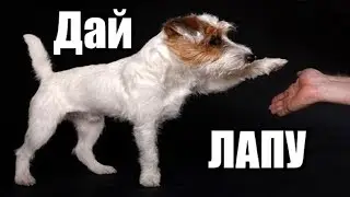 Как научить собаку команде дай лапу. Как обучить собаку команде дай лапу.