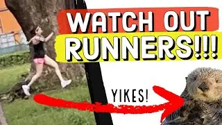 OMG this actually happened! Runners attacked by otters.