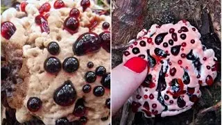 11 Unbelievable Zombie Plants