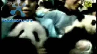 18 pandas played a new year call to Chinese People