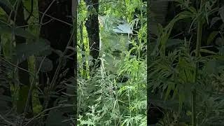 Прилетел рой пчёл