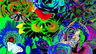 XTACY - fugeneris