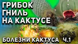 Cactus diseases. Fungi. Cactus rot. Cactus care. Part 1
