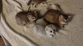 Kittens Chilling