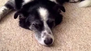 Old dog dreaming