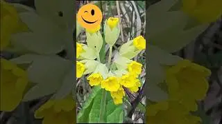 #nature #природа