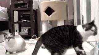 Cat barks like a dog at bubbles