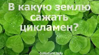 В какую землю сажать цикламен?