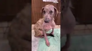 Лысая собака из Харцызска