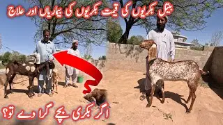 Price of betel goats , common disease and their treatment #goats