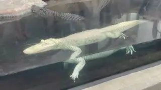 North Carolina Aquarium at Fort Fisher in Kure Beach, NC