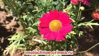 Крым.Видеозарисовка.с.Молочное Сакский район 24 апреля 2020 г.
