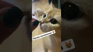 Как давать коту витамины ?! Мои едят сами 😂#уход#кот#кисёныши #cat #pets #funny #смешныевидео