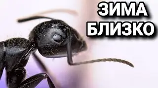 Всё о зимовке муравьёв. 