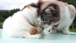 Котейки и улитка