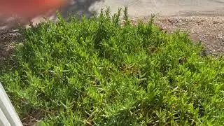 How I Propagated My Ice Plants (Carpibrotus Edulis) - READ!