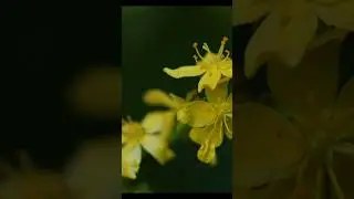 Макромир 