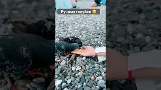 Голубки 