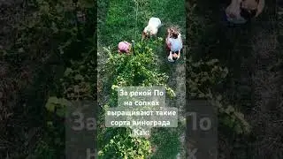 Моя первая работа была сбор винограда #лето #vendemia