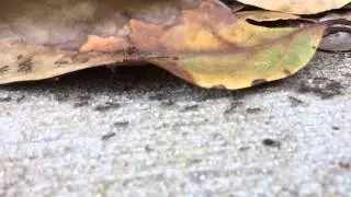 Ant trail