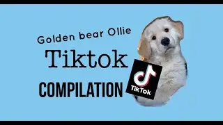 Funny Golden Retriever Puppy | Goldenbearollie Tiktok Compilation