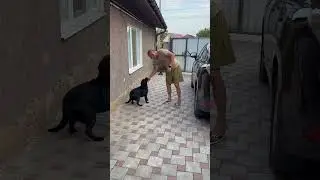 Лабрадор.Без слов. #кабаны #animals #кабан #косуля #automobile #кабина #охота #животные #malinois