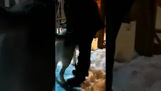 80кг Золотиночки. Алабай.
